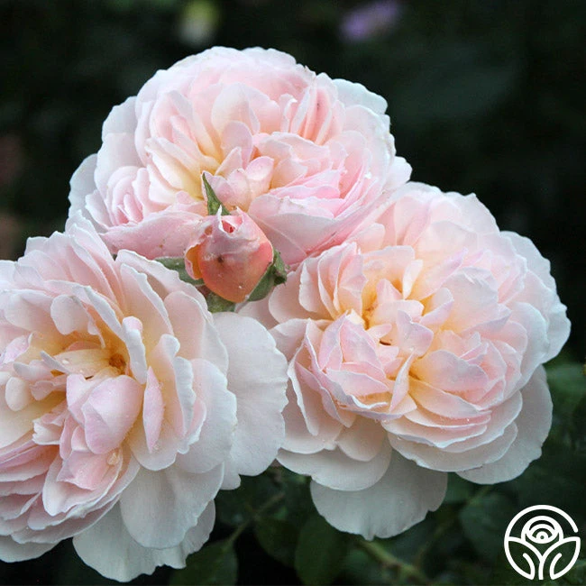 Moonlight In Paris™ 8 Moonlight In Paris™ - Image 6