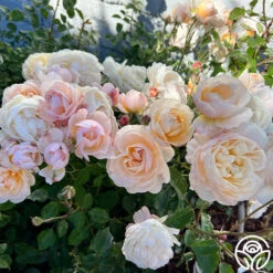 Moonlight In Paris™ 19 Moonlight In Paris™ -Lovely Rose Shop Moonlight In Paris 19