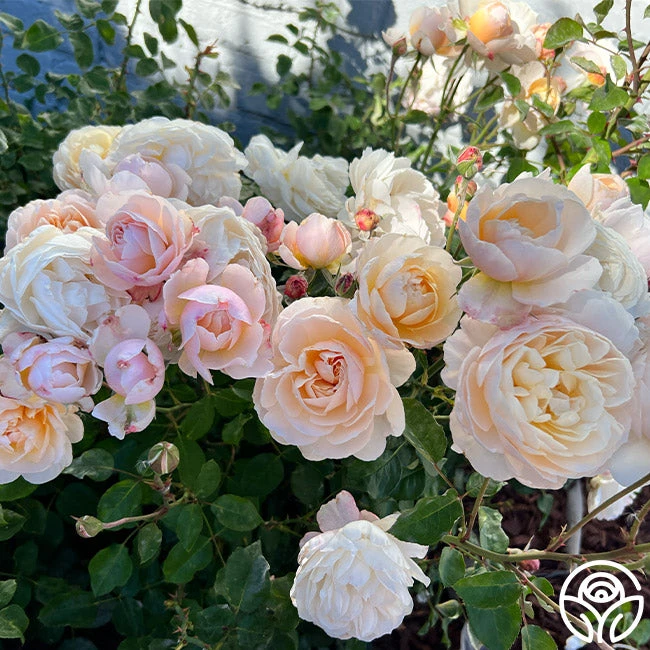 Moonlight In Paris™ 6 Moonlight In Paris™ - Image 4