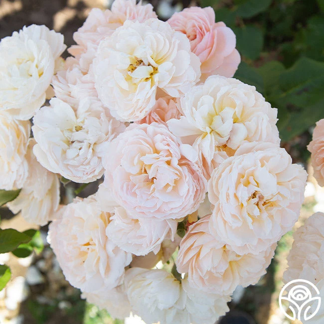 Moonlight In Paris™ 4 Moonlight In Paris™ - Image 2