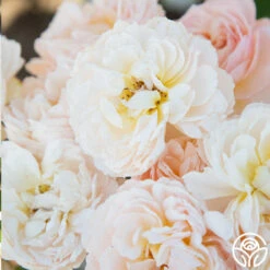 Moonlight In Paris™ 23 Moonlight In Paris™ -Lovely Rose Shop Moonlight In paris 014