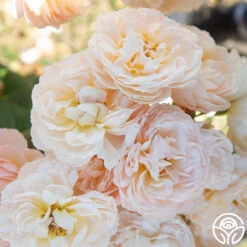 Moonlight In Paris™ 20 Moonlight In Paris™ -Lovely Rose Shop Moonlight In paris 015