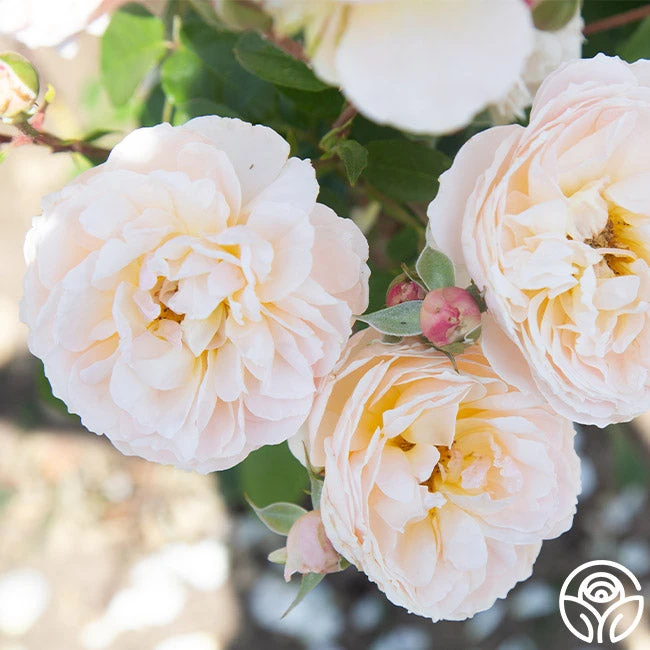 Moonlight In Paris™ 15 Moonlight In Paris™ - Image 13