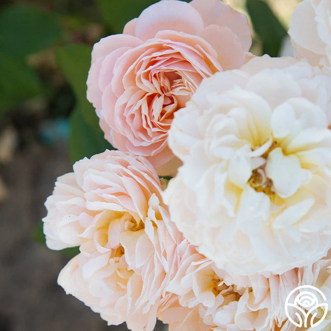 Moonlight In Paris™ 14 Moonlight In Paris™ - Image 12