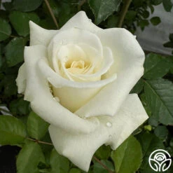 Nona 8 Nona -Lovely Rose Shop Nona 3