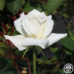 Pascali® -Lovely Rose Shop Pascali 11