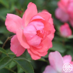 Passionate Kisses® -Lovely Rose Shop Passionate Kisses 02