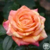 Peach Swirl™ 2 Peach Swirl™ -Lovely Rose Shop Peach Swirl 1