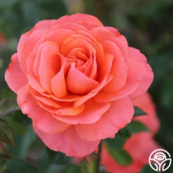 Pink Abundance™ 9 Pink Abundance™ -Lovely Rose Shop Pink Abundance 103