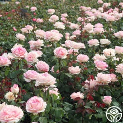 Eleganza® Pink Enchantment® -Lovely Rose Shop Pink Enchantment 11