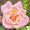 Pink Parfait -Lovely Rose Shop Pink Parfait 34