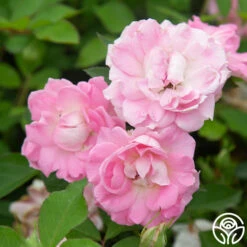 Porcelain Rose -Lovely Rose Shop Porcelain Rose 13