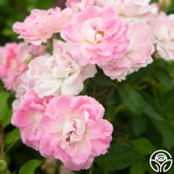 Porcelain Rose -Lovely Rose Shop Porcelain Rose 14