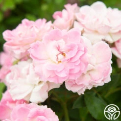 Porcelain Rose -Lovely Rose Shop Porcelain Rose 2