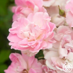 Porcelain Rose -Lovely Rose Shop Porcelain Rose 5