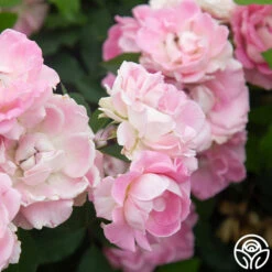 Porcelain Rose -Lovely Rose Shop Porcelain Rose 8