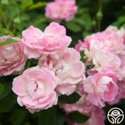 Porcelain Rose -Lovely Rose Shop Porcelain Rose 9