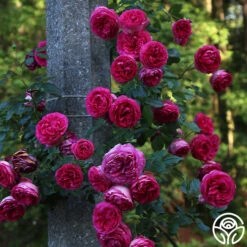 Pretty In Pink Eden Climber® -Lovely Rose Shop Pretty In Pink Eden Climber 1