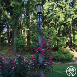 Pretty In Pink Eden Climber® -Lovely Rose Shop Pretty In Pink Eden Climber 12