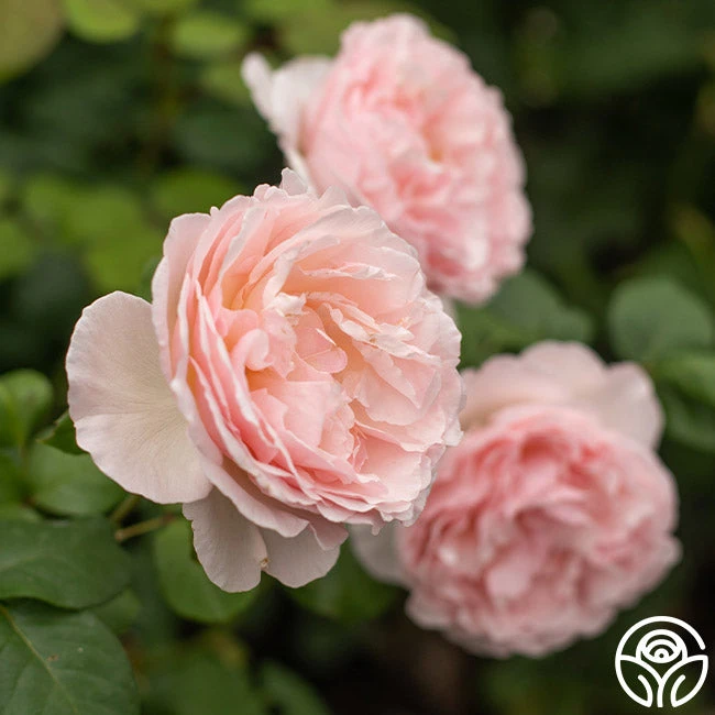 Princesse Charlene De Monaco® 4 Princesse Charlene De Monaco® - Image 2