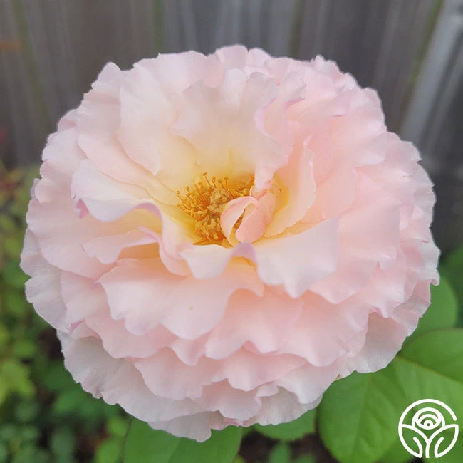 Princesse Charlene De Monaco® 11 Princesse Charlene De Monaco® - Image 9