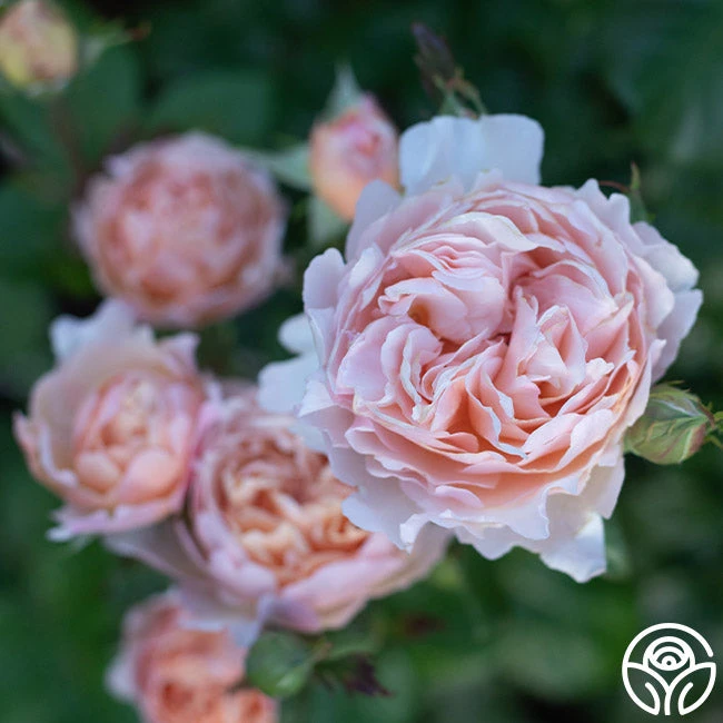 Princesse Charlene De Monaco® 10 Princesse Charlene De Monaco® - Image 8