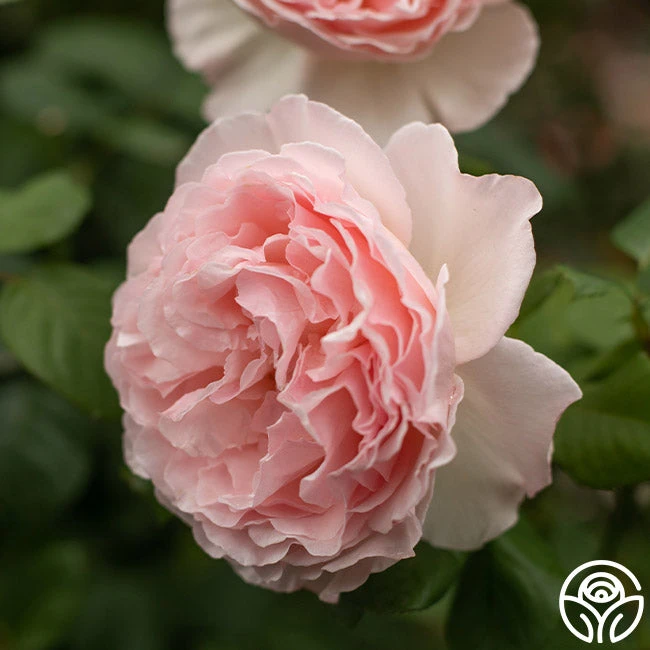 Princesse Charlene De Monaco® 8 Princesse Charlene De Monaco® - Image 6