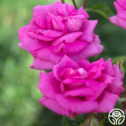 Purple Beauty -Lovely Rose Shop Purple Beauty 163