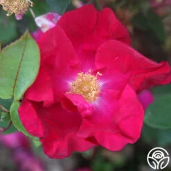 Purple Floorshow -Lovely Rose Shop Purple Floorshow 15