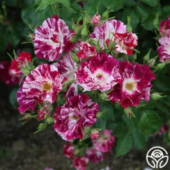 Purple Splash -Lovely Rose Shop Purple Splash 11