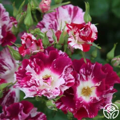 Purple Splash -Lovely Rose Shop Purple Splash 14