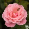 Queen Elizabeth® -Lovely Rose Shop Queen Elizabeth 13