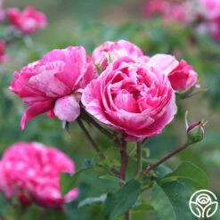 Raspberry Cream Twirl™ 15 Raspberry Cream Twirl™ -Lovely Rose Shop Raspberry Cream Twirl 12