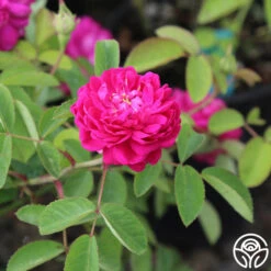 Rose De Rescht 19 Rose De Rescht -Lovely Rose Shop Rose de Rescht 0