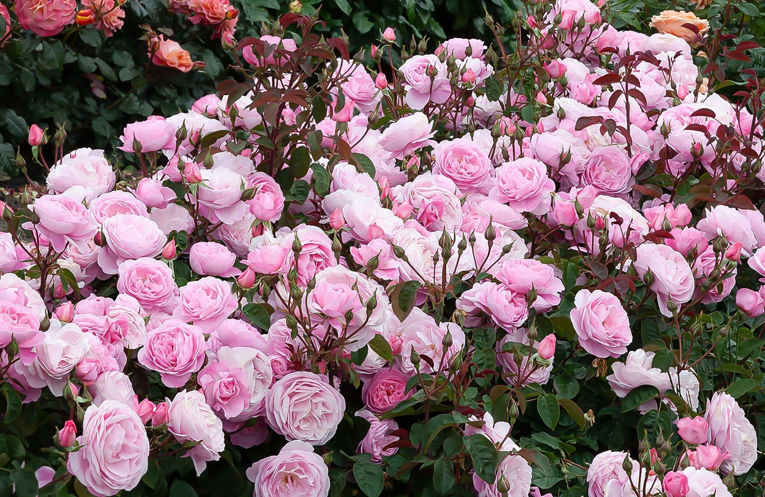 Heirloom Roses -Lovely Rose Shop Rose Pink Ribbon bush