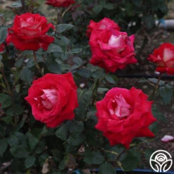 Rosie O'Donnell 9 Rosie O'Donnell -Lovely Rose Shop Rosie O Donnell