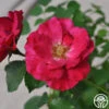 Ruby Vigorosa® -Lovely Rose Shop Ruby Vigorosa