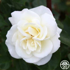 Saratoga 11 Saratoga -Lovely Rose Shop Saratoga 16