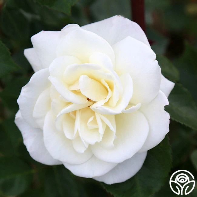 Saratoga 6 Saratoga - Image 4