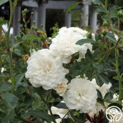 Seafoam 13 Seafoam -Lovely Rose Shop Seafoam 034