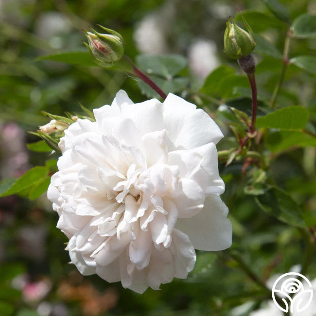 Seafoam 6 Seafoam - Image 4