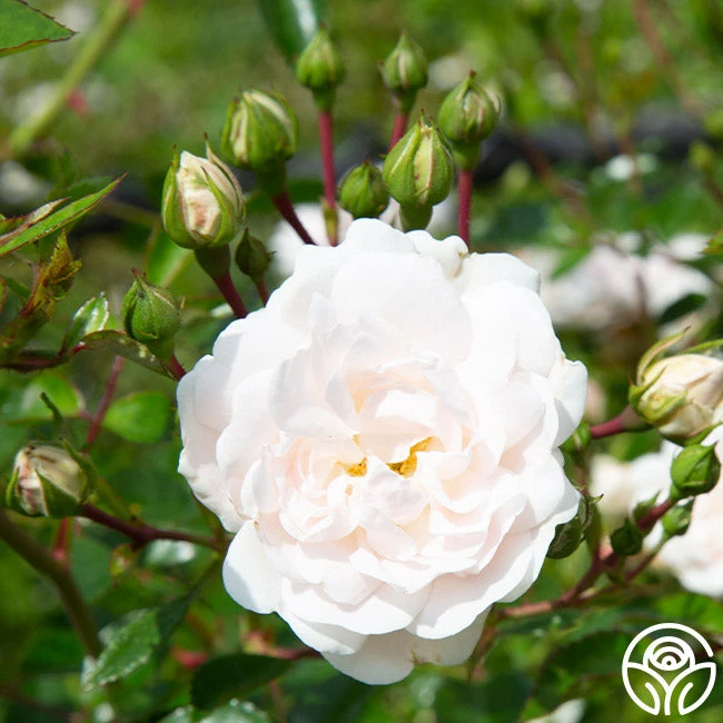 Seafoam 9 Seafoam - Image 7