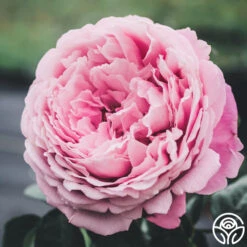 Sister Emmanuelle™ 10 Sister Emmanuelle™ -Lovely Rose Shop Sister Emmanuelle 13