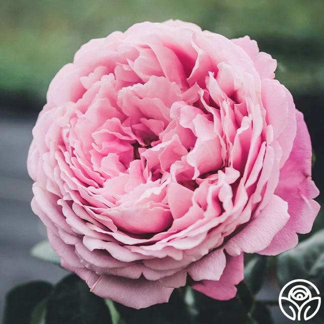 Sister Emmanuelle™ 6 Sister Emmanuelle™ - Image 4