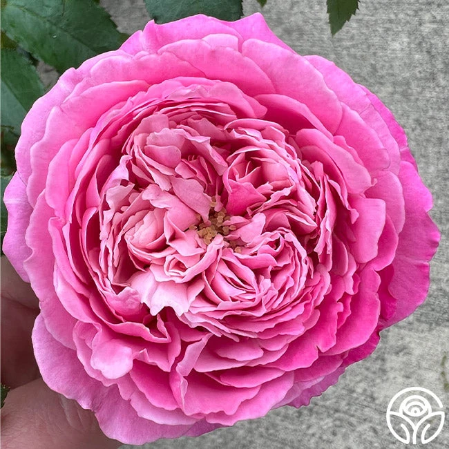 Sister Emmanuelle™ 5 Sister Emmanuelle™ - Image 3