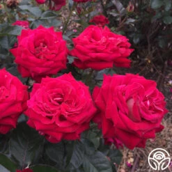 Smart & Sassy -Lovely Rose Shop Smart Sassy 2