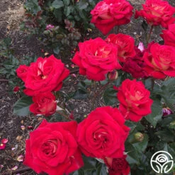 Smart & Sassy -Lovely Rose Shop Smart Sassy 3