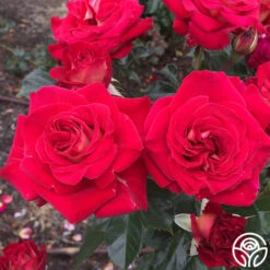 Smart & Sassy -Lovely Rose Shop Smart Sassy 8