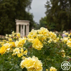 Sparkle & Shine™ -Lovely Rose Shop Sparkle Shine 03