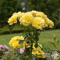 Sparkle & Shine™ -Lovely Rose Shop Sparkle Shine 05